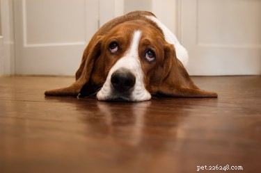 10 пород собак с самыми дорогими ветеринарными счетами