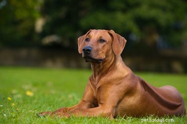 最も高価な獣医の請求書を持つ10の犬種 