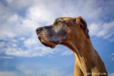 10 razze canine con le fatture veterinarie più costose