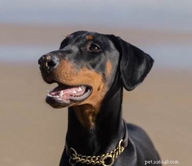 10 races de chiens avec les factures vétérinaires les plus chères