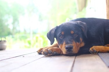 10 пород собак с самыми дорогими ветеринарными счетами