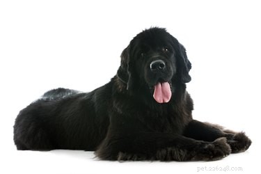 10 raças de cães com as contas veterinárias mais caras