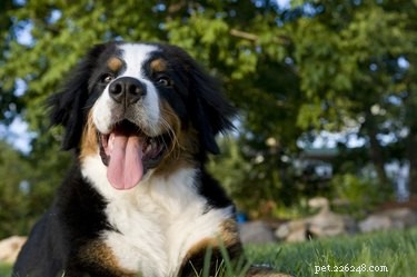 10 hondenrassen met de duurste veterinaire rekeningen