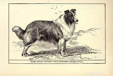 前世紀から最も人気のある犬の品種 