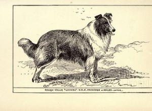 Самые популярные породы собак прошлого века