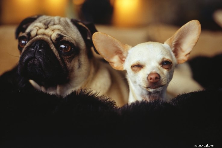 Por que alguns cães têm orelhas caídas e outros não
