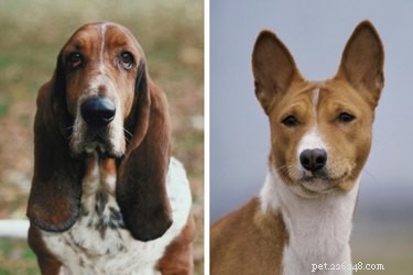Почему у одних собак висячие уши, а у других нет 