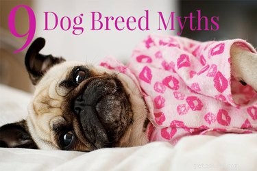 特定の犬種についての9つの愚かな神話 
