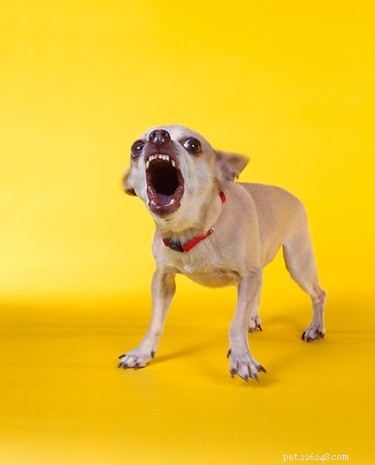 9 mythes idiots sur certaines races de chiens