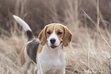 Storia e caratteristiche dei cani da caccia