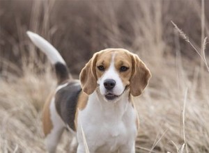 História e características dos cães de caça