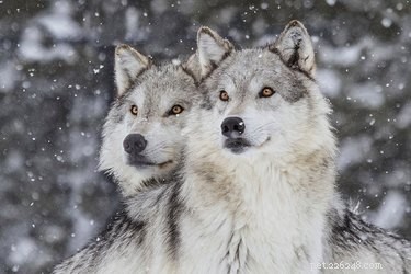 Psí plemena nejblíže příbuzná vlkům
