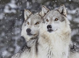 Psí plemena nejblíže příbuzná vlkům