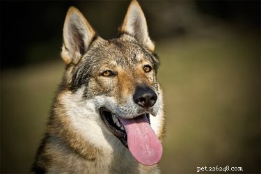 Fakta o hybridech vlčích psů
