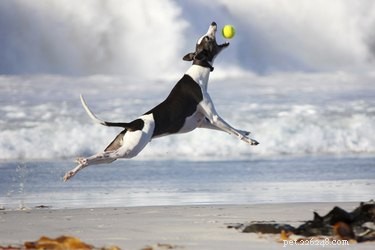 Собаки, прыгающие выше всех в мире