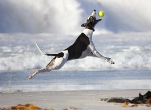 Här är världens högsta hoppande hundar