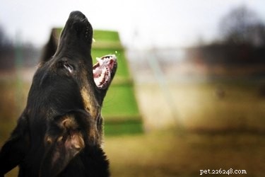 どの犬が最も大きな声で吠えますか？ 