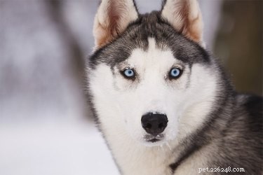 Os huskies são como lobos?