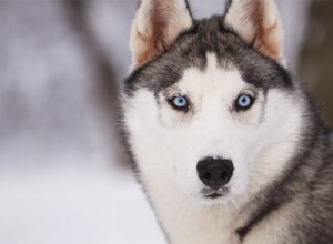 Gli husky sono come i lupi?