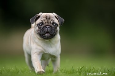 O Jack Russell Pug Mixs