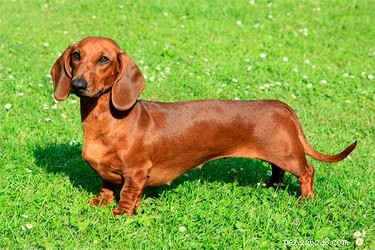 O que é um cão Wiener?