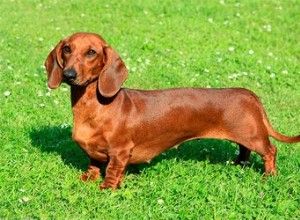 Che cos è un Wiener Dog?