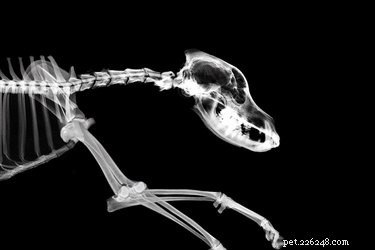 Hoeveel botten zitten er in een hondenschedel?