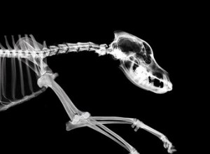 Quantos ossos existem em um crânio de cachorro?