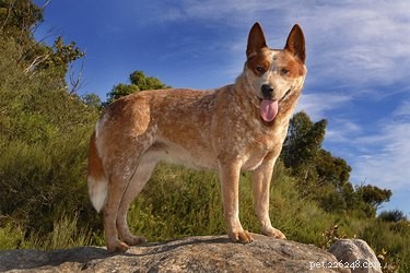 Hur stora blir röda heelerhundar?