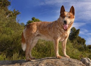 Насколько большими становятся собаки красного хилера?