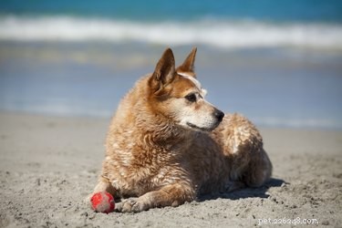 Насколько большими становятся собаки красного хилера?