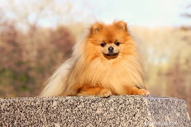 Persoonlijkheidskenmerken van Pomeranians