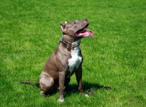 Eles têm American Pit Bull Terriers no Westminster Dog Show?