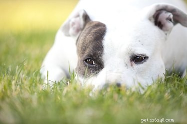 Eles têm American Pit Bull Terriers no Westminster Dog Show?