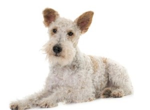 小さなワイヤーヘアード犬の品種 