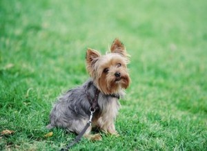 Traços comuns dos Yorkies