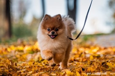 Cães pequenos que pesam menos de 10 quilos
