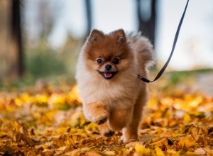 Cães pequenos que pesam menos de 10 quilos