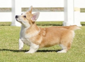 Tipi di cani con zampe corte