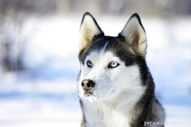 Che cos è il naso di neve negli husky?