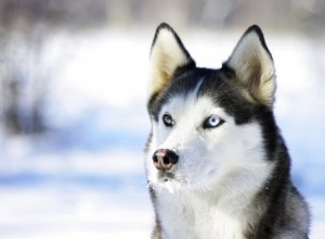 Che cos è il naso di neve negli husky?