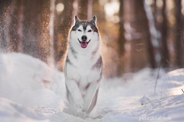 Qu est-ce que le nez de neige chez les Huskies ?