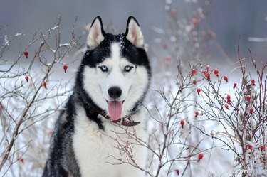 Qu est-ce que le nez de neige chez les Huskies ?