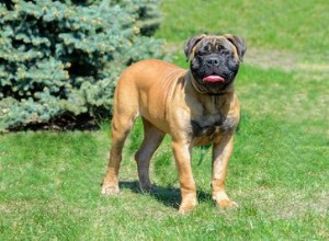 Quais são as diferenças entre Bullmastiffs e Boerboels?