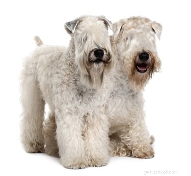 Differenza tra Irish Wheaten Terrier e American Wheaten Terrier