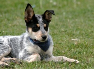 Comment occuper un Blue Heeler