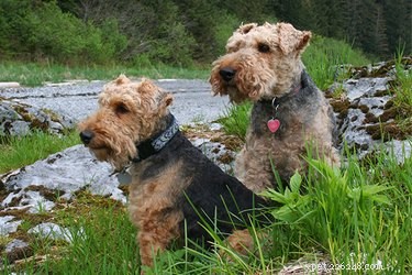 Lakeland Terriers vs. Welsh Terriers
