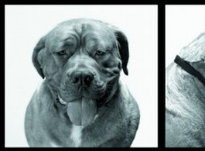 Os diferentes tipos de Bullmastiffs