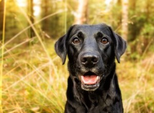 Hur smarta är svarta labradorer?