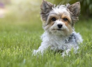 Comment toiletter un mélange de terrier